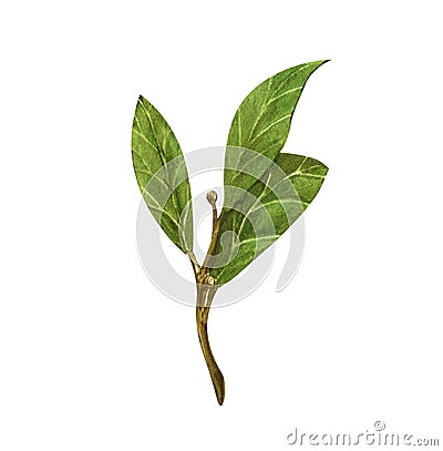 Watercolor bay leaf. Hand draw bay leaves illustration. Herbs object isolated on white background. Laurel sprig of Cartoon Illustration