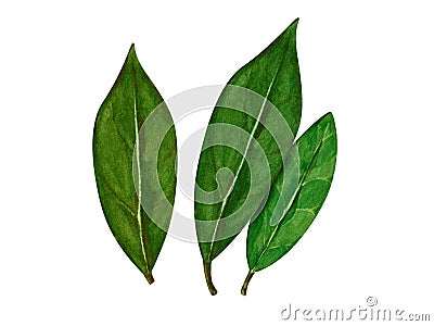 Watercolor bay leaf. Hand draw bay leaves illustration. Herbs object isolated on white background. Laurel sprig of Cartoon Illustration