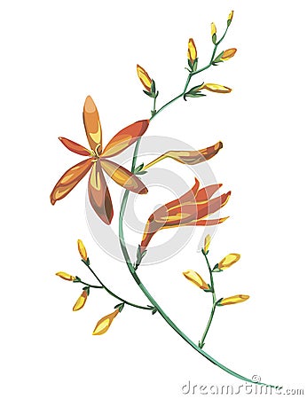 Watercolor beautiful blooming branch of orange flowers Crocosmia. Romantic and summer invitation concept background Vector Illustration