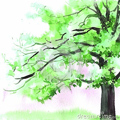 Watercolor beautiful green tree. Hand drawn illustration for card, postcard, cover, invitation, textile Cartoon Illustration