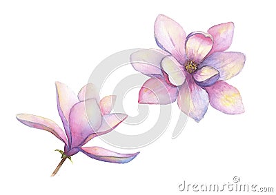 Watercolor beautiful magnolia flowers set isolated on white background. Watercolour elegant botanical illustration Vector Illustration