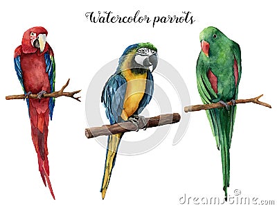 Watercolor beautiful three parrot. Hand painted red, blue-and-yellow and green parrot isolated on white background Cartoon Illustration