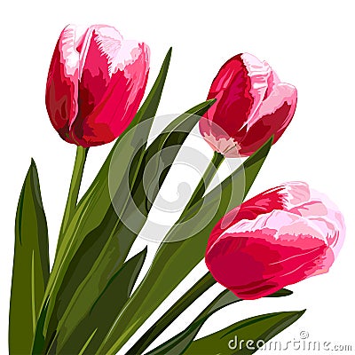 Watercolor beautiful tulips flowers. Vector Illustration