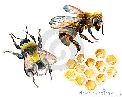 Watercolor bee, bumble bee and honeycomb set Cartoon Illustration