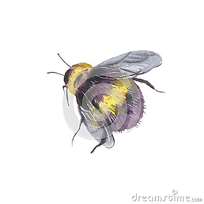 Watercolor bee natural illustration. Summer greeting card Cartoon Illustration