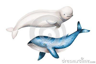Watercolor beluga and blue whale isolated on white background. Hand painting realistic Arctic and Antarctic ocean Stock Photo