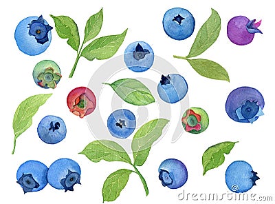 Watercolor berries and leaves of blueberries. Individual elements on a white background. Stock Photo
