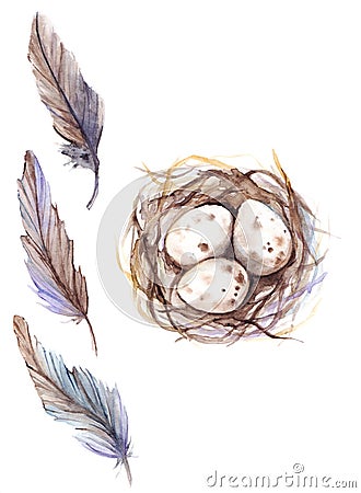 Watercolor bird feather quail nest egg set isolated Stock Photo