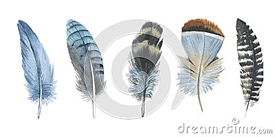 Watercolor bird feather from wing isolated. Stock Photo