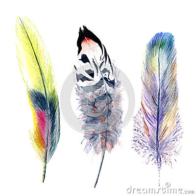 Watercolor bird feather from wing isolated. Stock Photo
