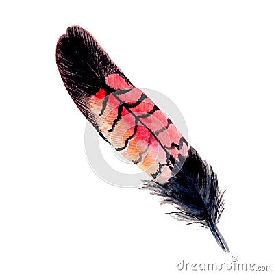 Watercolor bird feather from wing isolated. Stock Photo