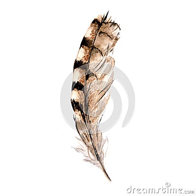 Watercolor bird feather from wing isolated. Stock Photo