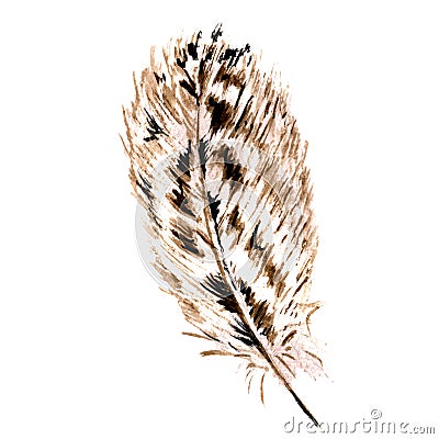 Watercolor bird feather from wing isolated. Stock Photo