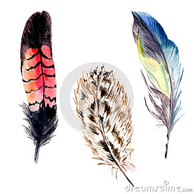 Watercolor bird feather from wing isolated. Stock Photo