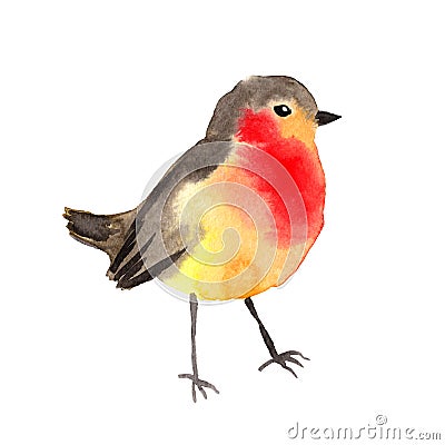 Watercolor bird - Robin. Colorful water color illustration. Cartoon Illustration