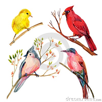 Watercolor bird set: red cardinal, tufted titmouse, yellow warbler and bee-eater Cartoon Illustration