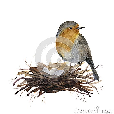 Watercolor bird sitting on nest with eggs. Hand painted illustration with robin isolated on white background. Nature Cartoon Illustration