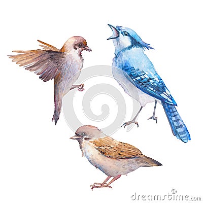 Sparrow and blue jay illustration Cartoon Illustration