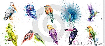 Watercolor birds set Vector. Peacock, owl, pelican, parrot, humming birds collections Stock Photo