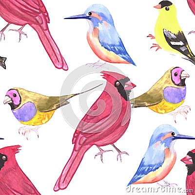 Watercolor Birds in triad color scheme- red, yello, blue Stock Photo