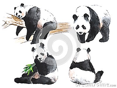 Watercolor black and white four pandas Vector Illustration