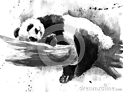 Watercolor black and white panda drawing Vector Illustration