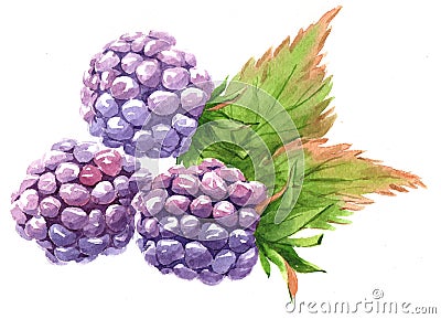 Watercolor blackberry food isolated Cartoon Illustration