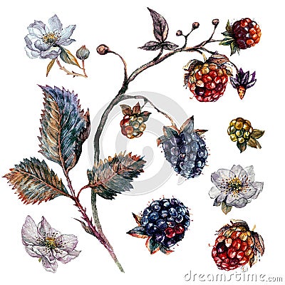 Watercolor blackberry and raspberry branch with white flowers Stock Photo