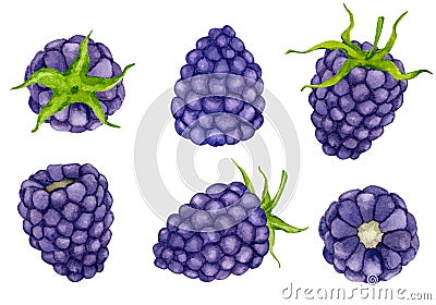 Watercolor blackberry set isolated on white background. Design elements Stock Photo