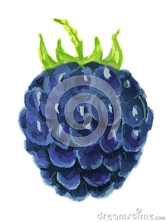 watercolor blackberry. Vector Illustration