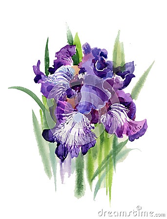 Watercolor blooming iris flowers Vector Illustration