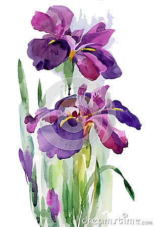 Watercolor blooming iris flowers Vector Illustration