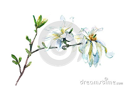 watercolor blooming magnolia Stock Photo