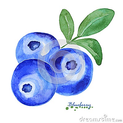 Watercolor Blue berry. Vector Illustration