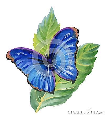 Watercolor blue butterfly on green leaves. Stock Photo