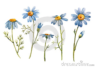 Watercolor blue chamomile daisy flower Cartoon Illustration