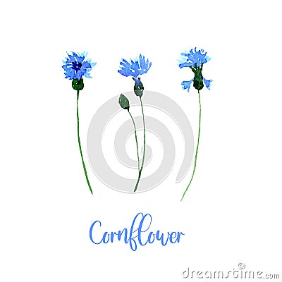 Watercolor blue cornflower set. Collection of hand drawn flowers isolated. Stock Photo