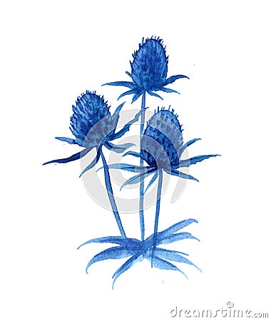 Watercolor blue flower Eryngium maritimum, Feverweed botanical hand drawn illustration on white background, floral design for Cartoon Illustration