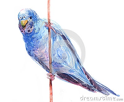 Watercolor blue parrot bird animal illustration isolated on white background Cartoon Illustration