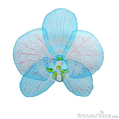 Watercolor blue transparent layered pink Flower orchid on white background Stock Photo