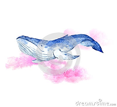 Watercolor blue whale Cartoon Illustration