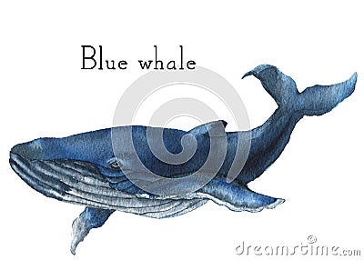 Watercolor blue whale. Illustration isolated on white background. For design, prints or background Stock Photo