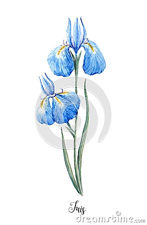 Watercolor blue wild iris flower Cartoon Illustration