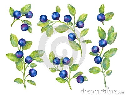 Watercolor Blueberries Collection Stock Photo