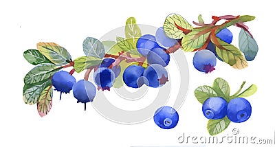 Watercolor blueberry on white background Vector Illustration