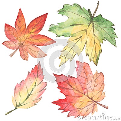Watercolor botanical autumn leaves. Hand draw floral Design elements. Stock Photo