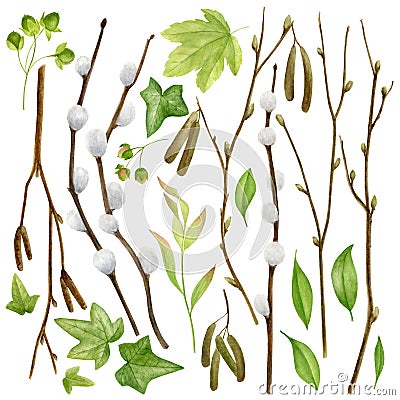 Watercolor botanical collection. Herbs, wild flowers and leaves. Nature set Stock Photo