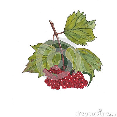 Watercolor botanical illustration of viburnum branch. Cartoon Illustration