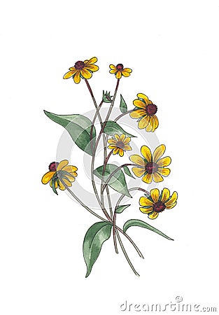 Botanical watercolor illustration of yellow wildflowers. Cartoon Illustration