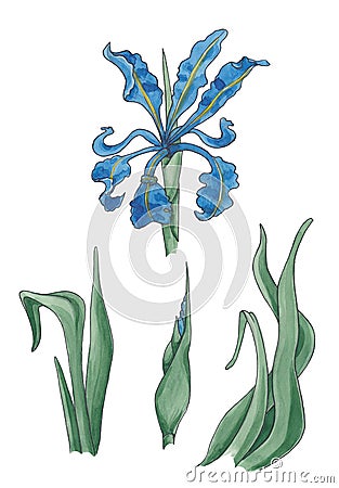 Botanical watercolor illustration of blue iris with leaves. Cartoon Illustration